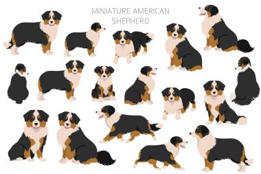Minyatür Amerikan çoban köpeği Clipart. Farklı pozlar, farklı renkler. Vektör illüstrasyonu