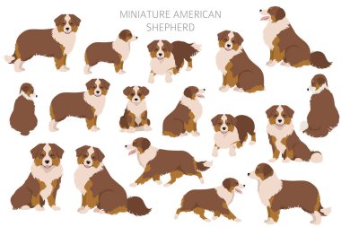 Minyatür Amerikan çoban köpeği Clipart. Farklı pozlar, farklı renkler. Vektör illüstrasyonu