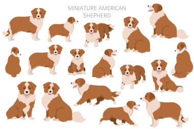 Minyatür Amerikan çoban köpeği Clipart. Farklı pozlar, farklı renkler. Vektör illüstrasyonu