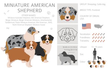 Minyatür Amerikan çoban köpeği Clipart. Farklı pozlar, farklı renkler. Vektör illüstrasyonu