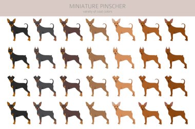 Minyatür pinscher klipsi. Farklı pozlar, farklı renkler. Vektör illüstrasyonu