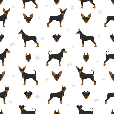 Minyatür pinscher deseni. Farklı pozlar, farklı renkler. Vektör illüstrasyonu