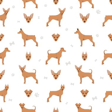 Minyatür pinscher deseni. Farklı pozlar, farklı renkler. Vektör illüstrasyonu