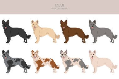 Mudi clipart. Farklı pozlar, farklı renkler. Vektör illüstrasyonu