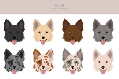 Mudi clipart. Farklı pozlar, farklı renkler. Vektör illüstrasyonu