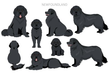 Newfoundland zirvesi. Farklı pozlar, farklı renkler. Vektör illüstrasyonu