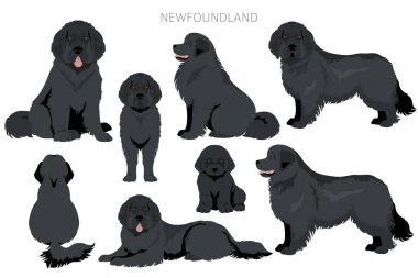 Newfoundland clipart. Different poses, coat colors set.  Vector illustration clipart