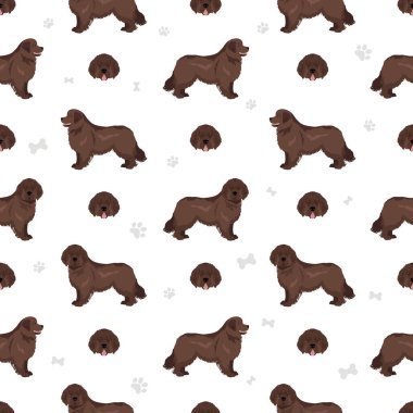 Newfoundland kusursuz bir model. Farklı pozlar, farklı renkler. Vektör illüstrasyonu