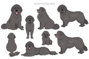 Newfoundland zirvesi. Farklı pozlar, farklı renkler. Vektör illüstrasyonu