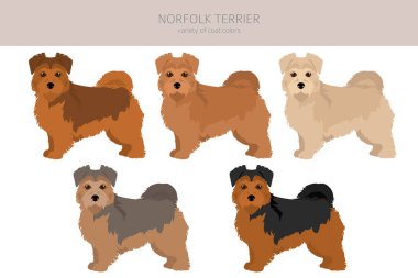 Norfolk Teriyeri. Farklı pozlar, farklı renkler. Vektör illüstrasyonu