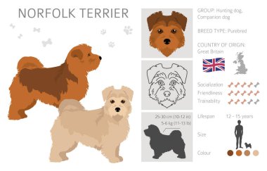 Norfolk Teriyeri. Farklı pozlar, farklı renkler. Vektör illüstrasyonu