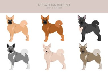 Norveç Buhund Clipart 'ı. Farklı pozlar, farklı renkler. Vektör illüstrasyonu
