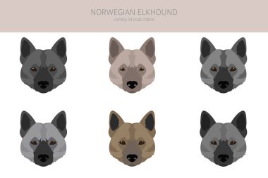 Norveç Elkhound Clipart 'ı. Farklı pozlar, farklı renkler. Vektör illüstrasyonu