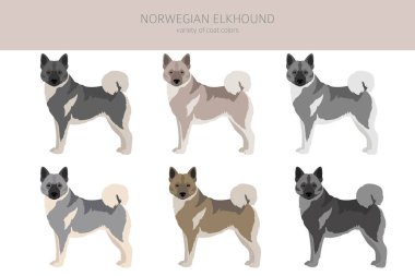 Norveç Elkhound Clipart 'ı. Farklı pozlar, farklı renkler. Vektör illüstrasyonu