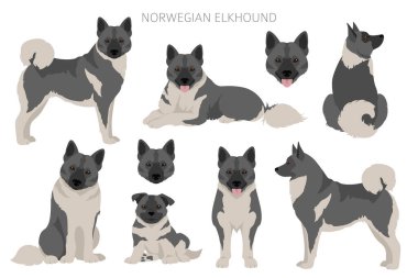 Norveç Elkhound Clipart 'ı. Farklı pozlar, farklı renkler. Vektör illüstrasyonu