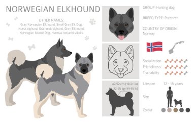 Norveç Elkhound Clipart 'ı. Farklı pozlar, farklı renkler. Vektör illüstrasyonu