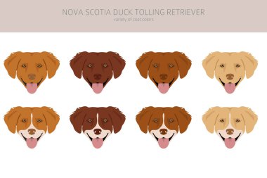 Nova Scotia ördek paralı av köpeği. Farklı pozlar, farklı renkler. Vektör illüstrasyonu