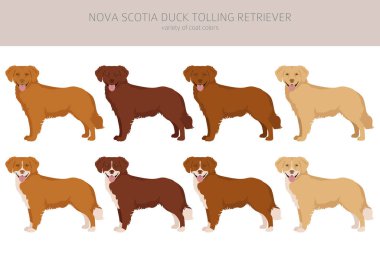 Nova Scotia ördek paralı av köpeği. Farklı pozlar, farklı renkler. Vektör illüstrasyonu