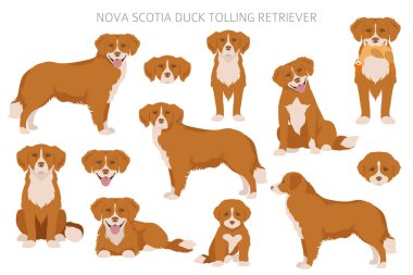 Nova Scotia ördek paralı av köpeği. Farklı pozlar, farklı renkler. Vektör illüstrasyonu