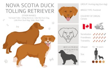 Nova Scotia ördek paralı av köpeği. Farklı pozlar, farklı renkler. Vektör illüstrasyonu