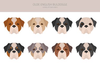 Eski İngiliz Bulldogge, Leavitt Bulldog kliplerinden. Farklı pozlar, farklı renkler. Vektör illüstrasyonu
