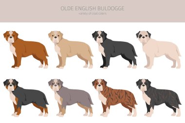 Eski İngiliz Bulldogge, Leavitt Bulldog kliplerinden. Farklı pozlar, farklı renkler. Vektör illüstrasyonu