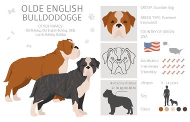 Eski İngiliz Bulldogge, Leavitt Bulldog kliplerinden. Farklı pozlar, farklı renkler. Vektör illüstrasyonu
