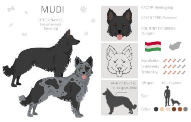 Mudi clipart. Farklı pozlar, farklı renkler. Vektör illüstrasyonu