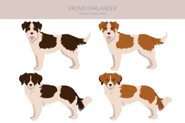 Clipart Kromfohrlander Différentes Poses Couleurs Manteau Réglées Illustration Vectorielle — Image vectorielle