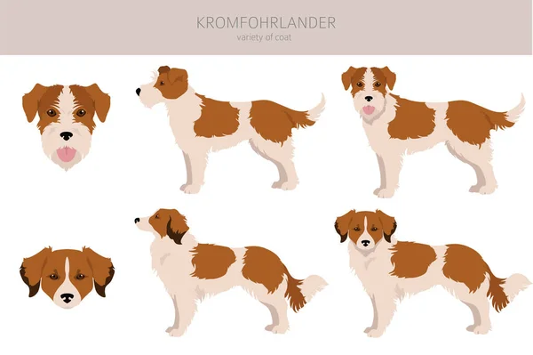 Kromfohrlander Clipart Different Poses Coat Colors Set Vector Illustration — Stock Vector