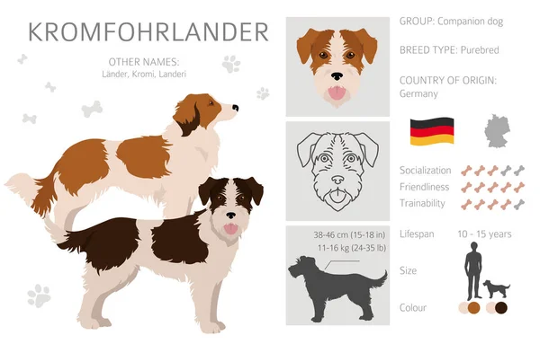 Kromfohrlander集团 不同的姿势 不同的外套颜色 矢量说明 — 图库矢量图片