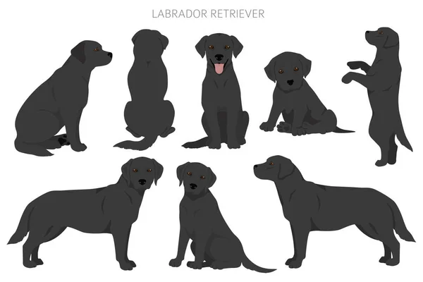 Λαμπραντόρ Σκυλιά Retriever Διαφορετικές Στάσεις Και Χρώματα Παλτό Κλιπ Εικονογράφηση — Διανυσματικό Αρχείο