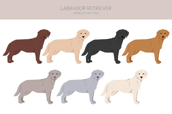 Labrador Retriever Psy Różnych Pozach Kolorach Płaszcza Clipart Ilustracja Wektora — Wektor stockowy