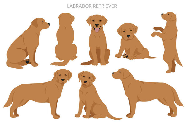 Labrador retriever dogs in different poses and coat colors clipart. Vector illustration