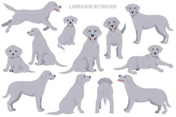 Labrador Retriever Hunde Verschiedenen Posen Und Fellfarben Cliparts Vektorillustration — Stockvektor
