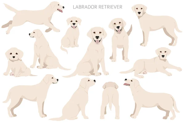 Labrador Retriever Honden Verschillende Poses Vacht Kleuren Clipart Vectorillustratie — Stockvector