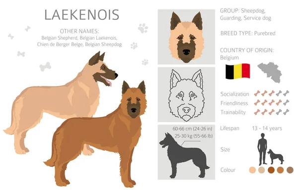 Belga Laekenois Clipart Distintas Poses Colores Del Abrigo Establecidos Ilustración — Vector de stock