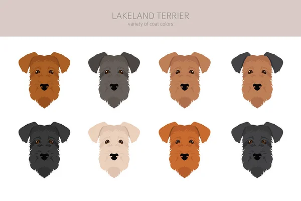 Lakeland Terrier Clipart Verschiedene Posen Festgelegte Fellfarben Vektorillustration — Stockvektor