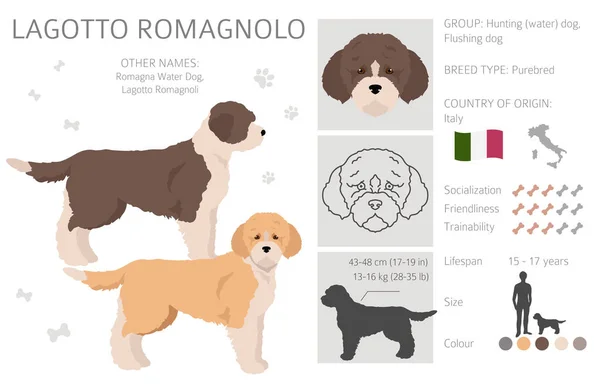 Lagotto Romagnolo集团 不同的姿势 不同的外套颜色 矢量说明 — 图库矢量图片