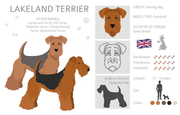 Clipart Terrier Lakeland Différentes Poses Couleurs Manteau Réglées Illustration Vectorielle — Image vectorielle