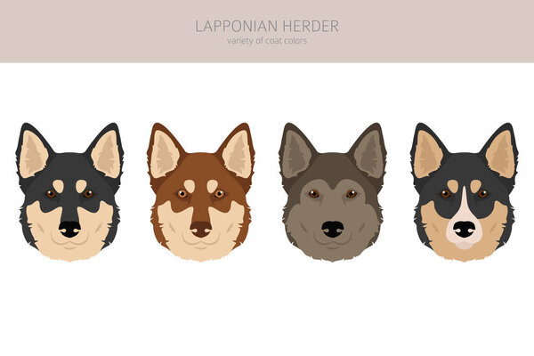 Lapponian Herder clipart. Different poses, coat colors set.  Vector illustration