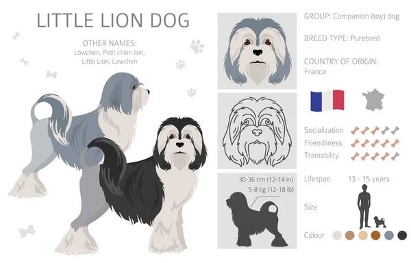 Μικρό Κλιπ Σκύλου Λιοντάρι Διαφορετικές Πόζες Σετ Χρωμάτων Εικονογράφηση Διανύσματος — Διανυσματικό Αρχείο