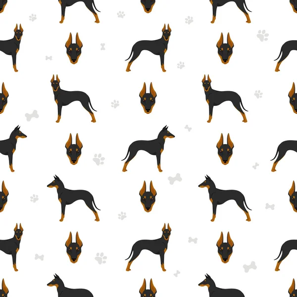 Manchester Terrier Standard Seamless Pattern Different Poses — Stock Vector