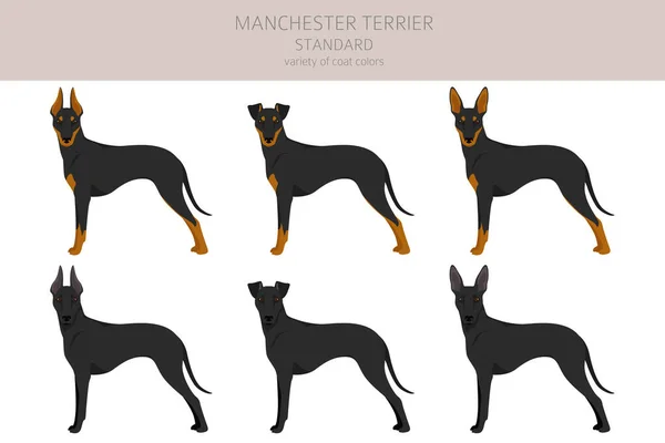 Manchester Terrier Standar Clipart Pose Yang Berbeda Warna Mantel - Stok Vektor