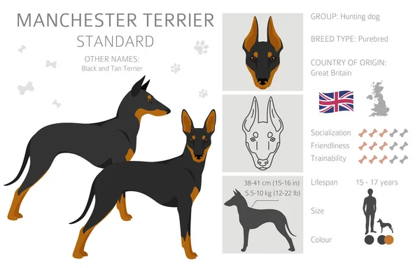 Manchester Terrier Standard Clipart Different Poses Coat Color — Stock Vector