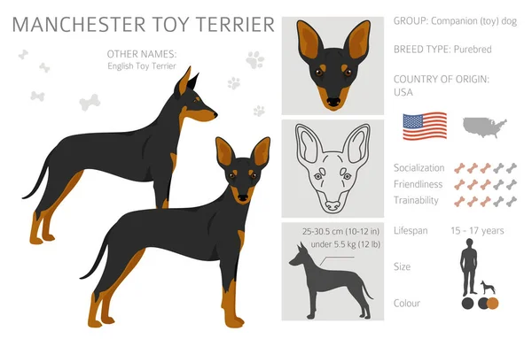 Manchester Toy Terrier Cliparts Verschiedene Posen Festgelegte Fellfarben Vektorillustration — Stockvektor