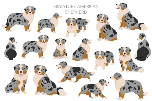 Miniatuur Amerikaanse Herder Clipart Verschillende Houdingen Jas Kleuren Set Vectorillustratie — Stockvector