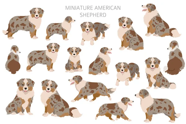 Miniature American Shepherd Clipart Different Poses Coat Colors Set Vector — Stock Vector