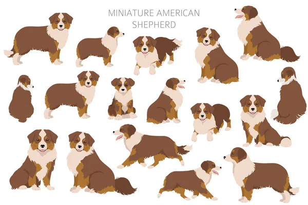 Minyatür Amerikan Çoban Köpeği Clipart Farklı Pozlar Farklı Renkler Vektör — Stok Vektör