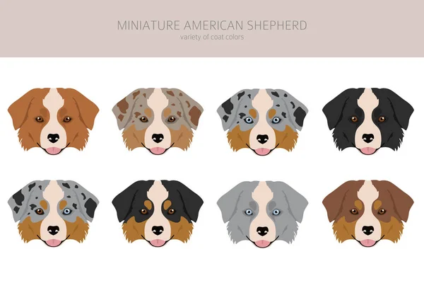 Miniaturowy Amerykański Pasterz Clipart Różne Pozy Zestaw Kolorów Płaszcza Ilustracja — Wektor stockowy
